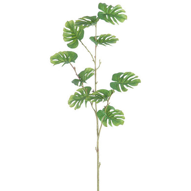 Planta Filodendro 110cm