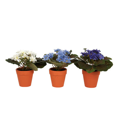 Planta Primula No Cachepot 17cm Ass3