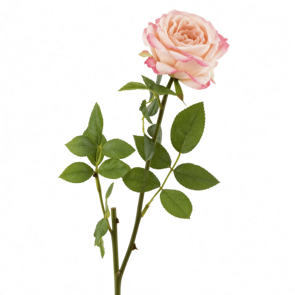 Planta Margarida Rosa 60cm